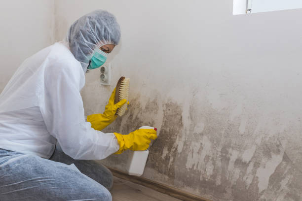 Skyline Ganipa, NM Mold Remediation Company