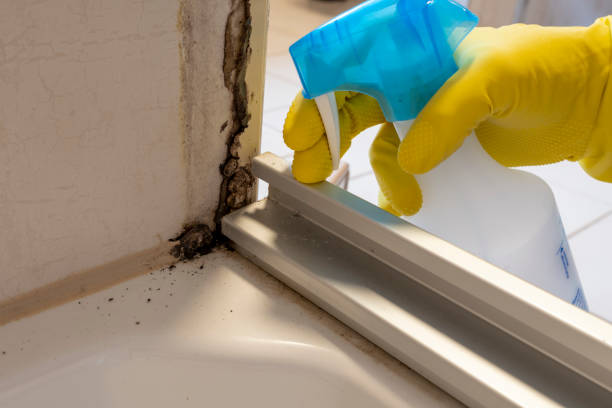 Best Attic Mold Remediation in Skyline Ganipa, NM