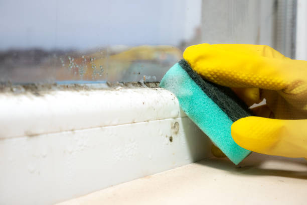 Best Commercial Mold Remediation in Skyline Ganipa, NM