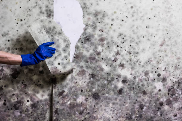 Best Mold Testing and Inspection Services in Skyline Ganipa, NM